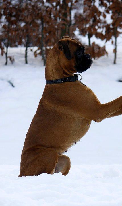 Boxer Skovhøjs Gaeia billede 2