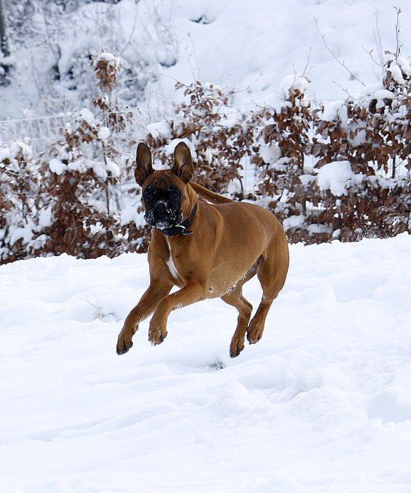 Boxer Skovhøjs Gaeia billede 3