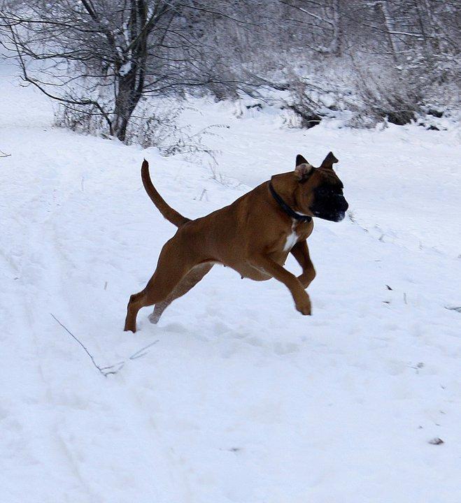 Boxer Skovhøjs Gaeia billede 4