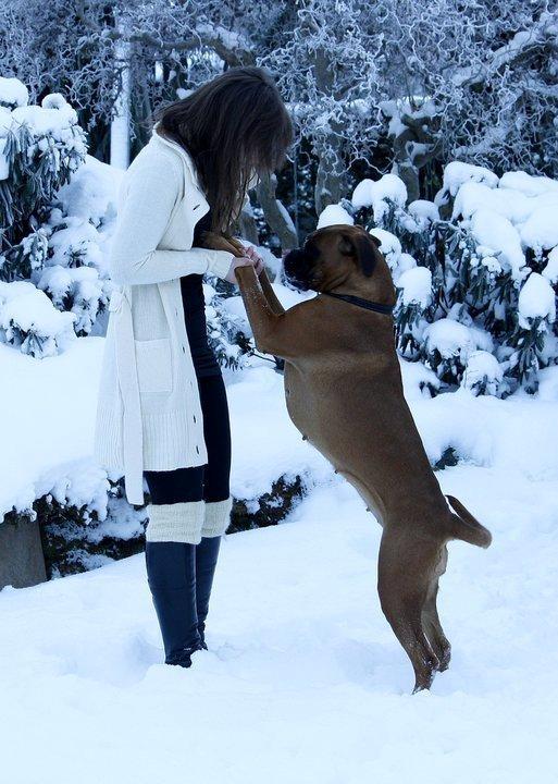 Boxer Skovhøjs Gaeia billede 5