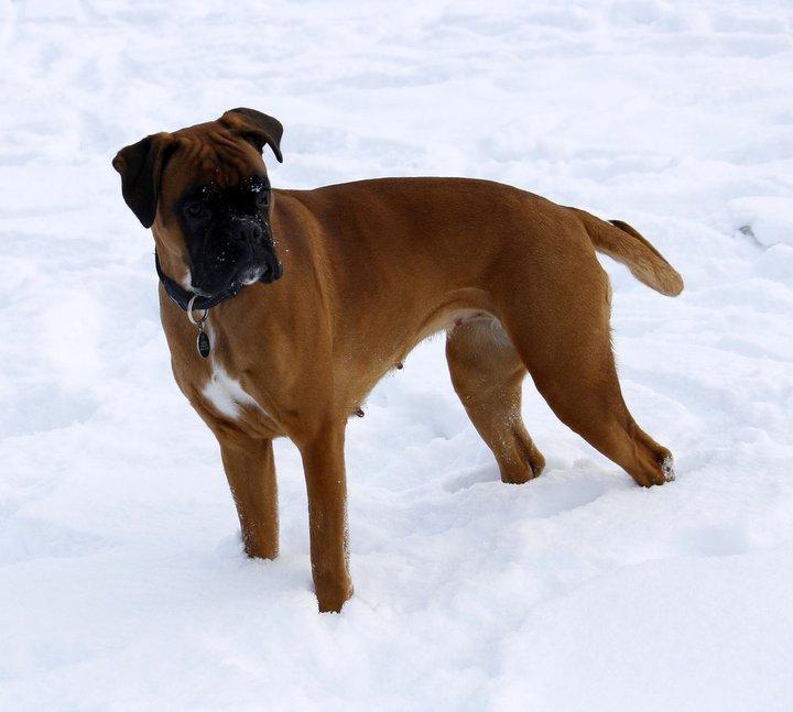 Boxer Skovhøjs Gaeia billede 6