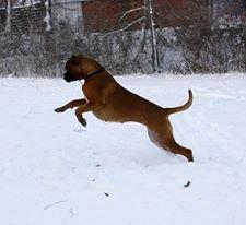 Boxer Skovhøjs Gaeia billede 7