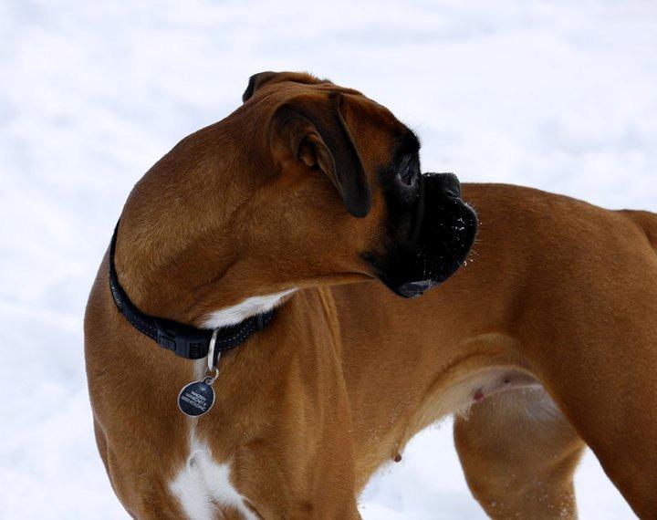 Boxer Skovhøjs Gaeia billede 8