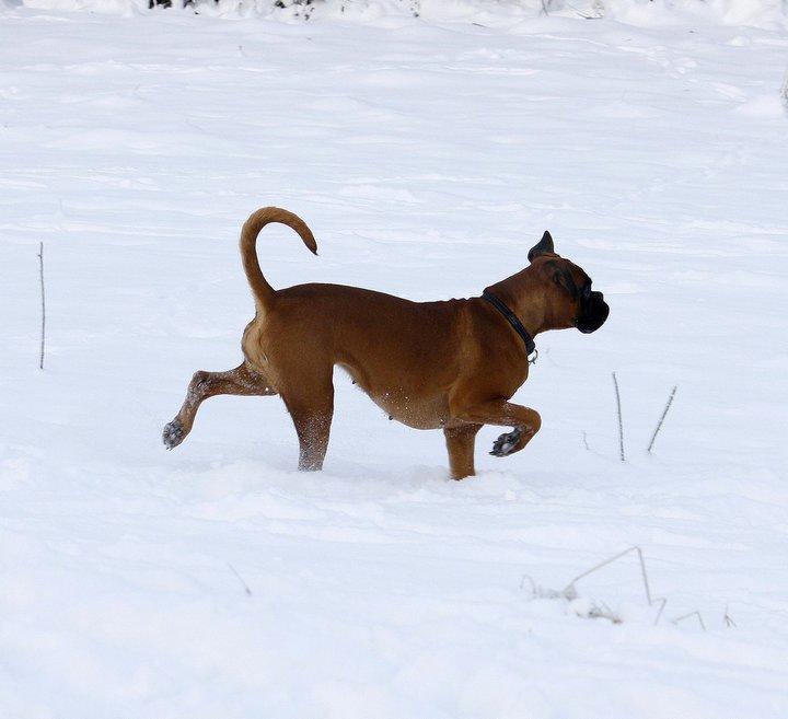 Boxer Skovhøjs Gaeia billede 9