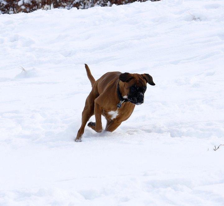 Boxer Skovhøjs Gaeia billede 10
