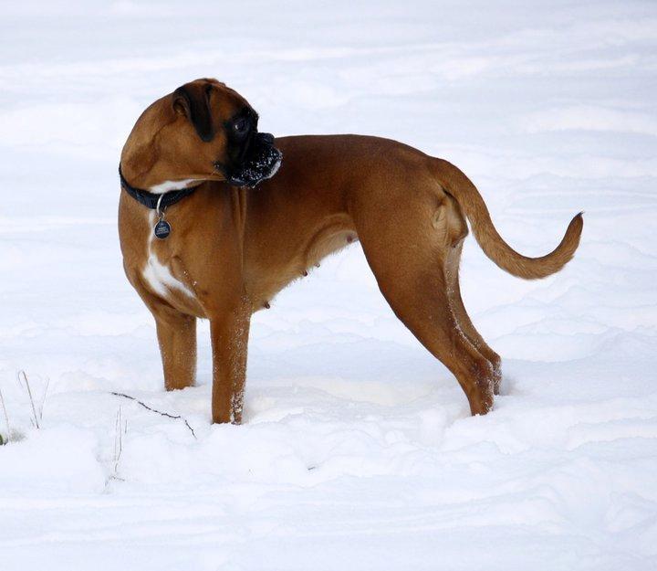 Boxer Skovhøjs Gaeia billede 11