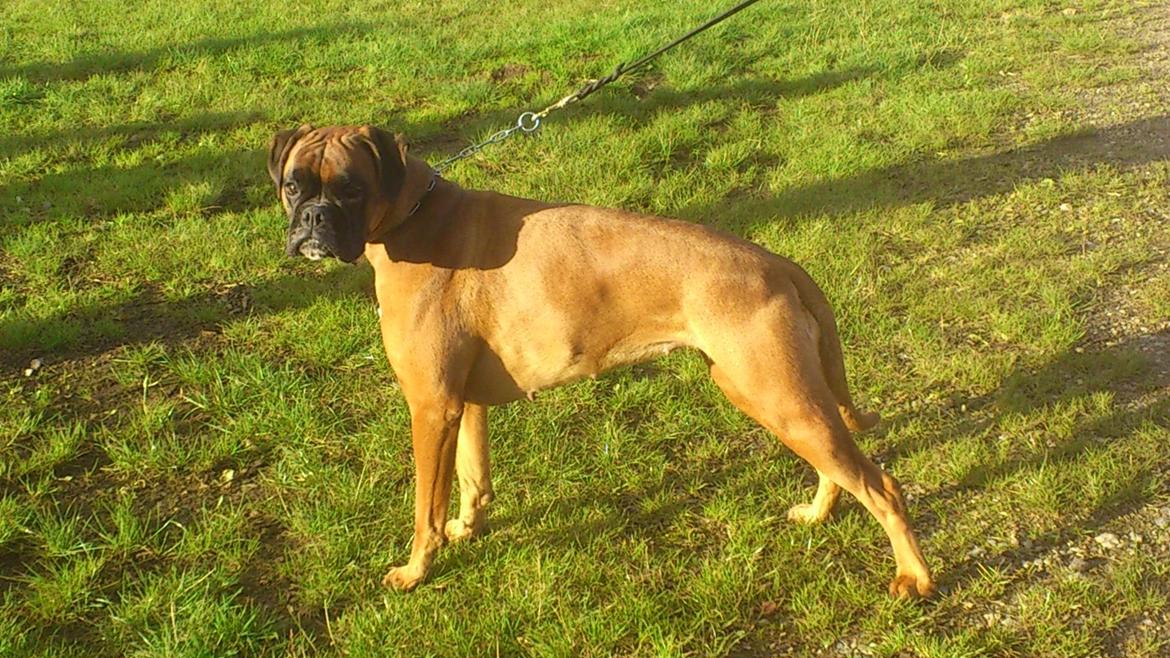 Boxer Skovhøjs Gaeia billede 13