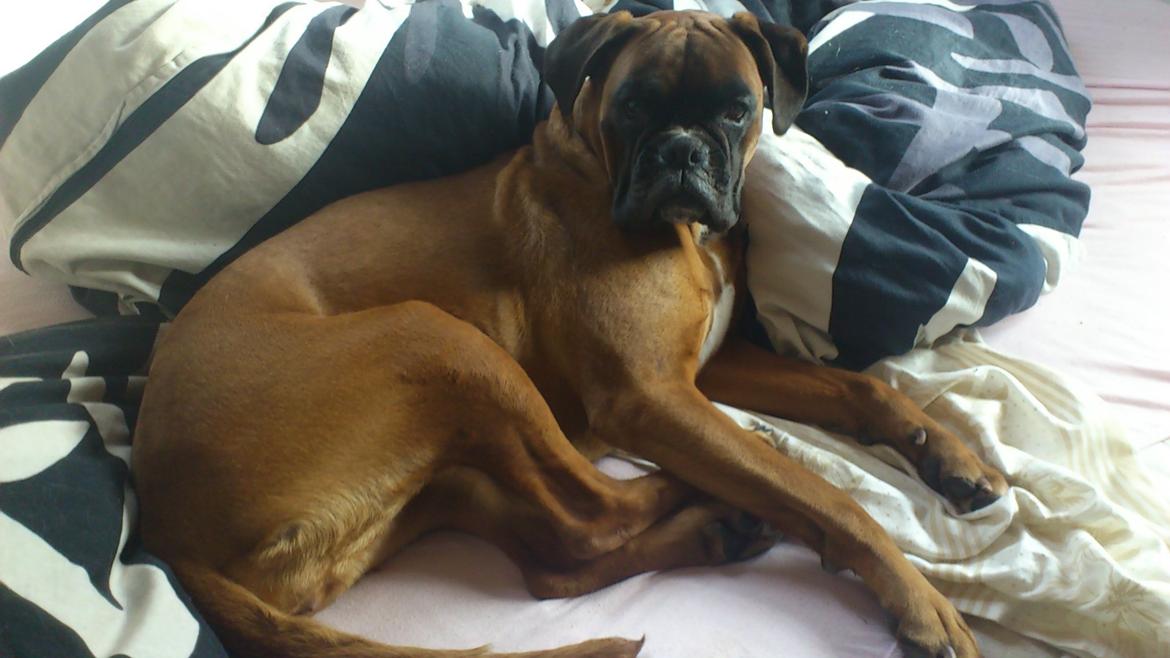 Boxer Skovhøjs Gaeia billede 14