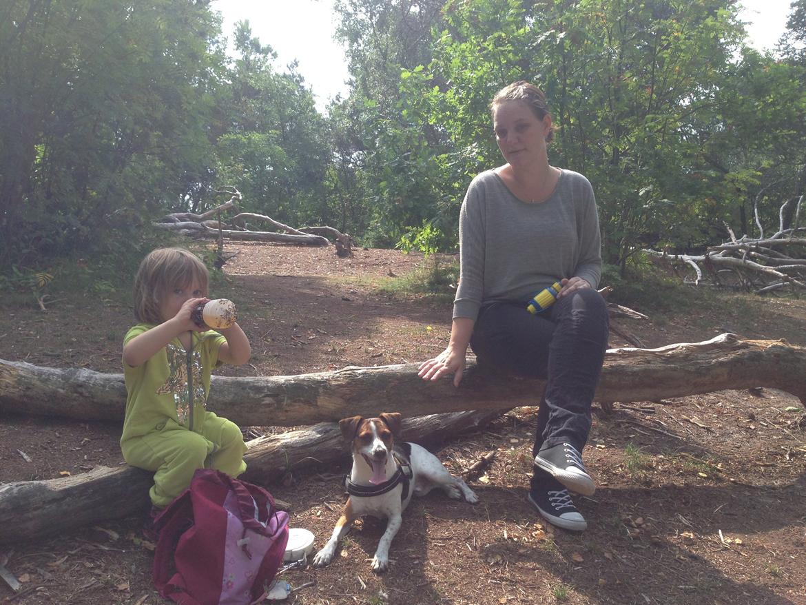 Dansk svensk gaardhund Louie - Dejlig skovtur billede 1