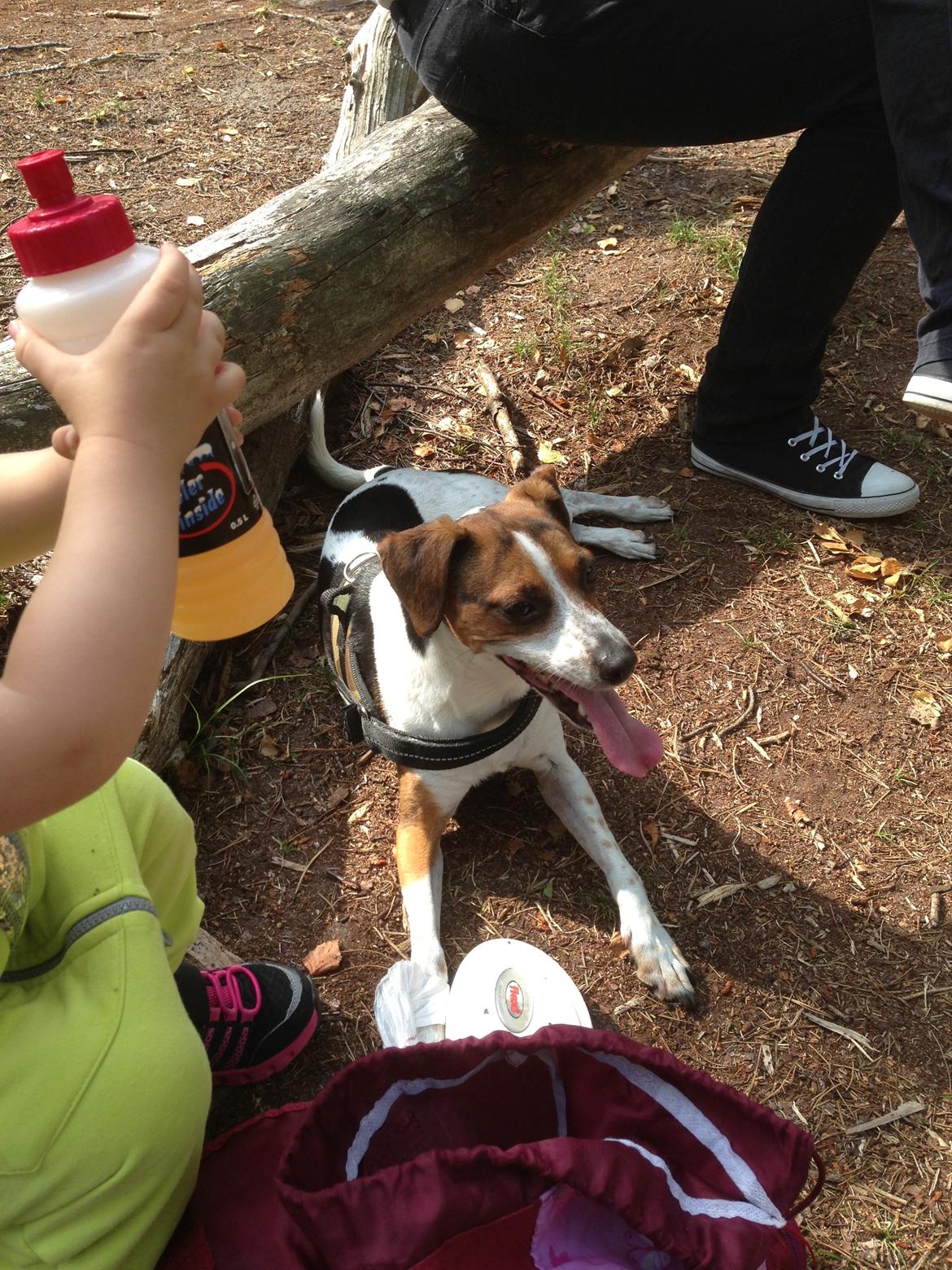 Dansk svensk gaardhund Louie billede 2