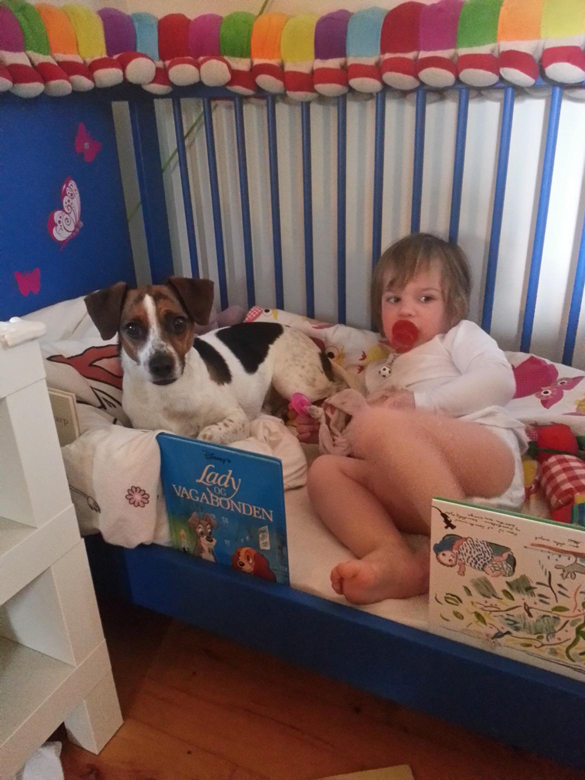 Dansk svensk gaardhund Louie billede 4