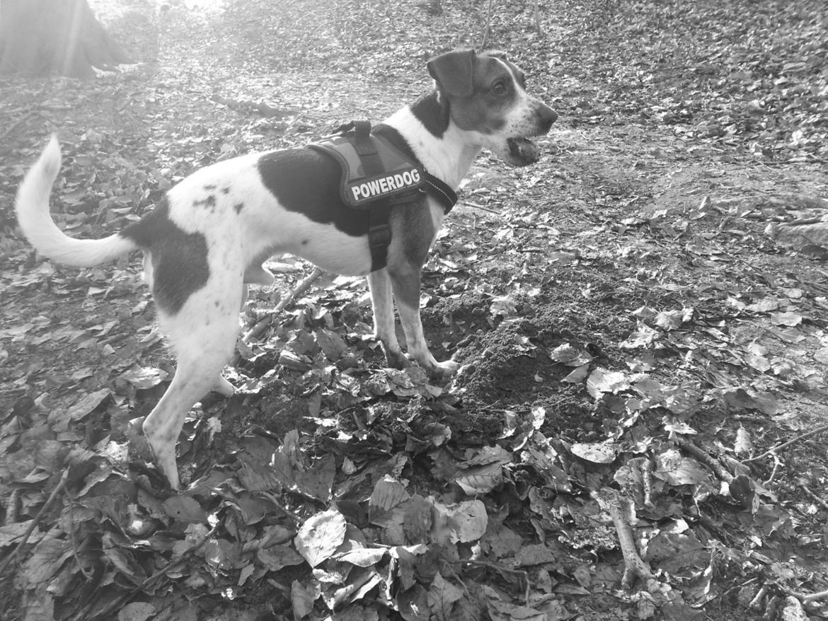 Dansk svensk gaardhund Louie billede 3