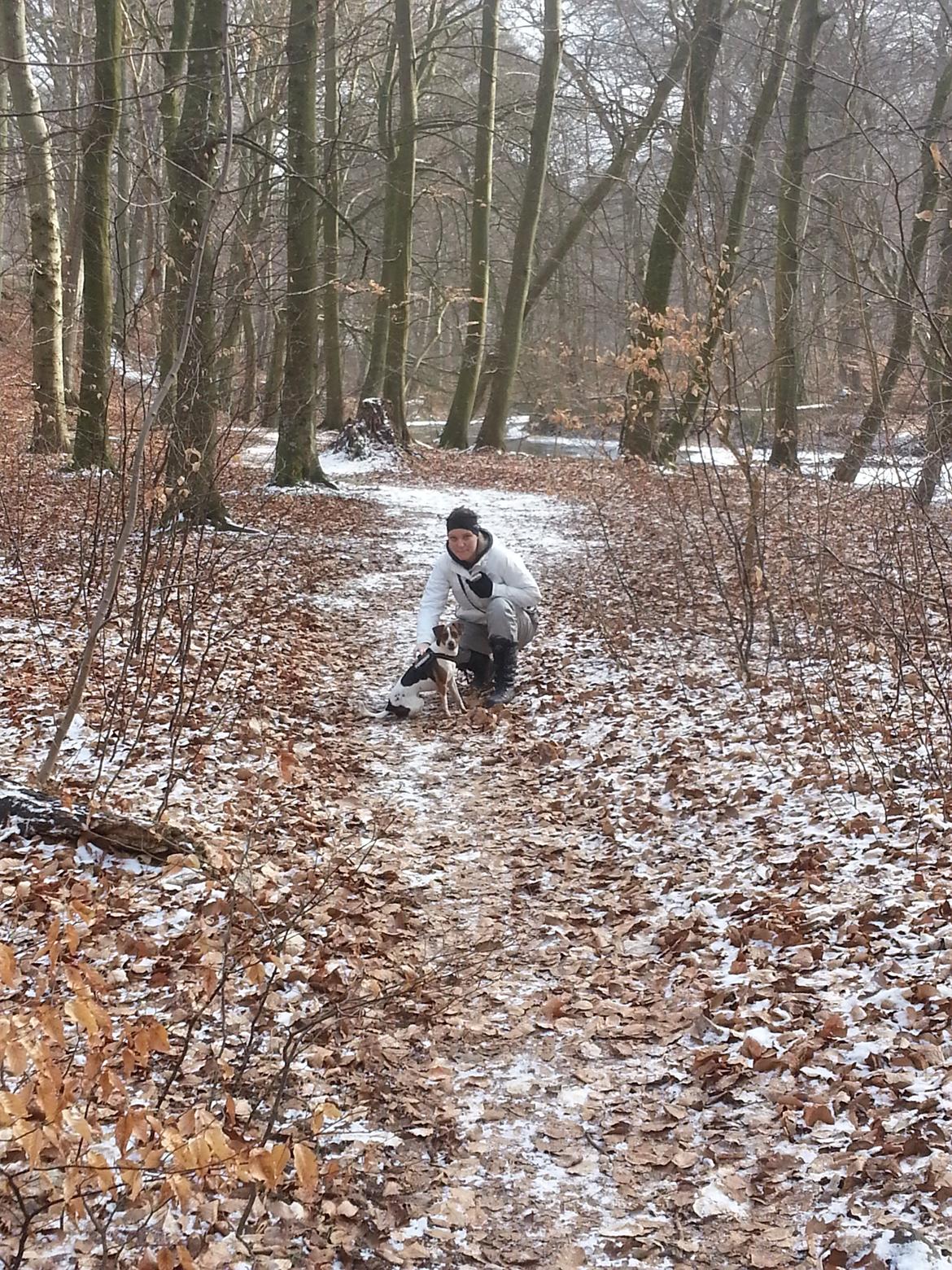 Dansk svensk gaardhund Louie billede 5