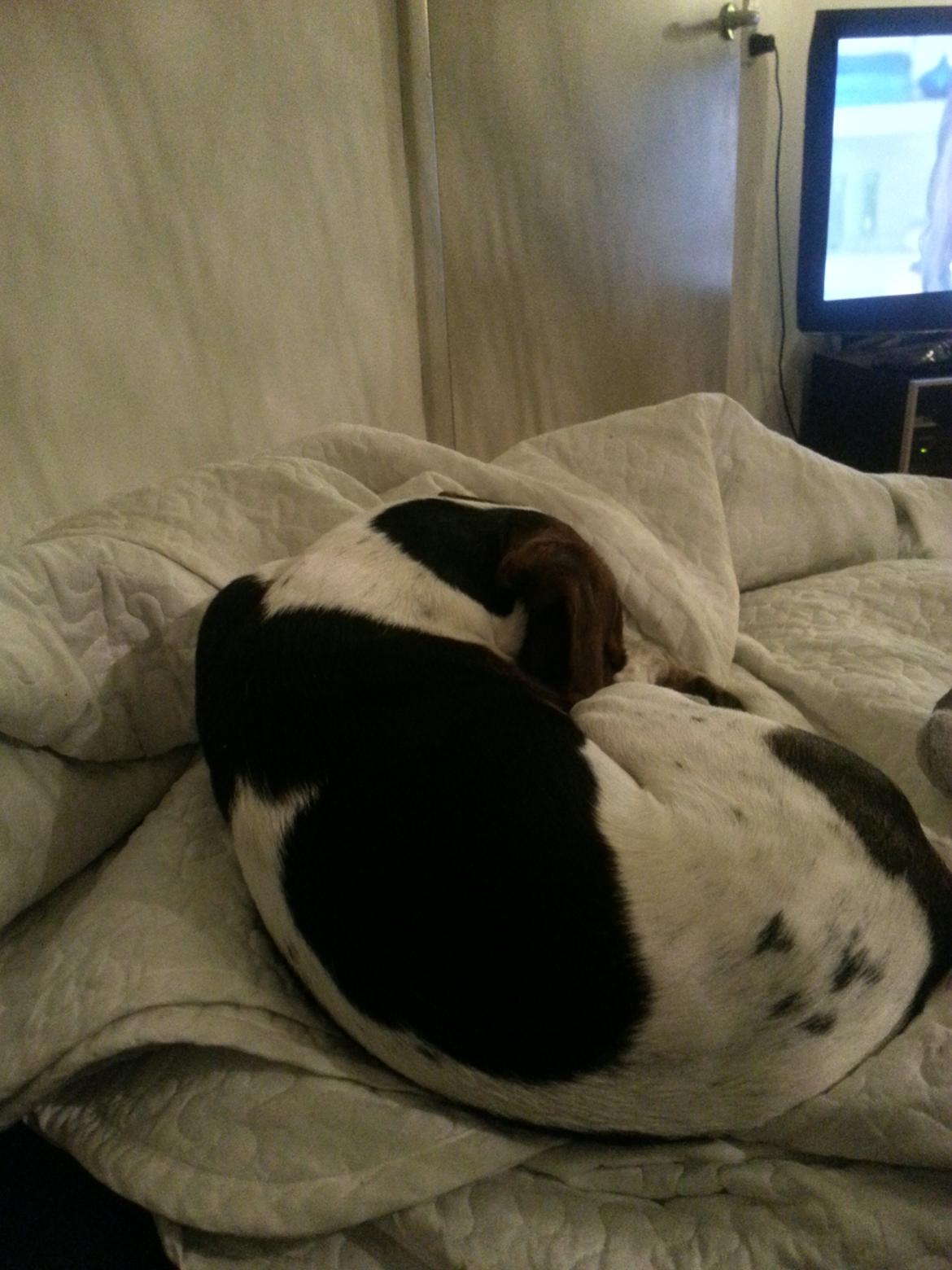 Dansk svensk gaardhund Louie billede 7