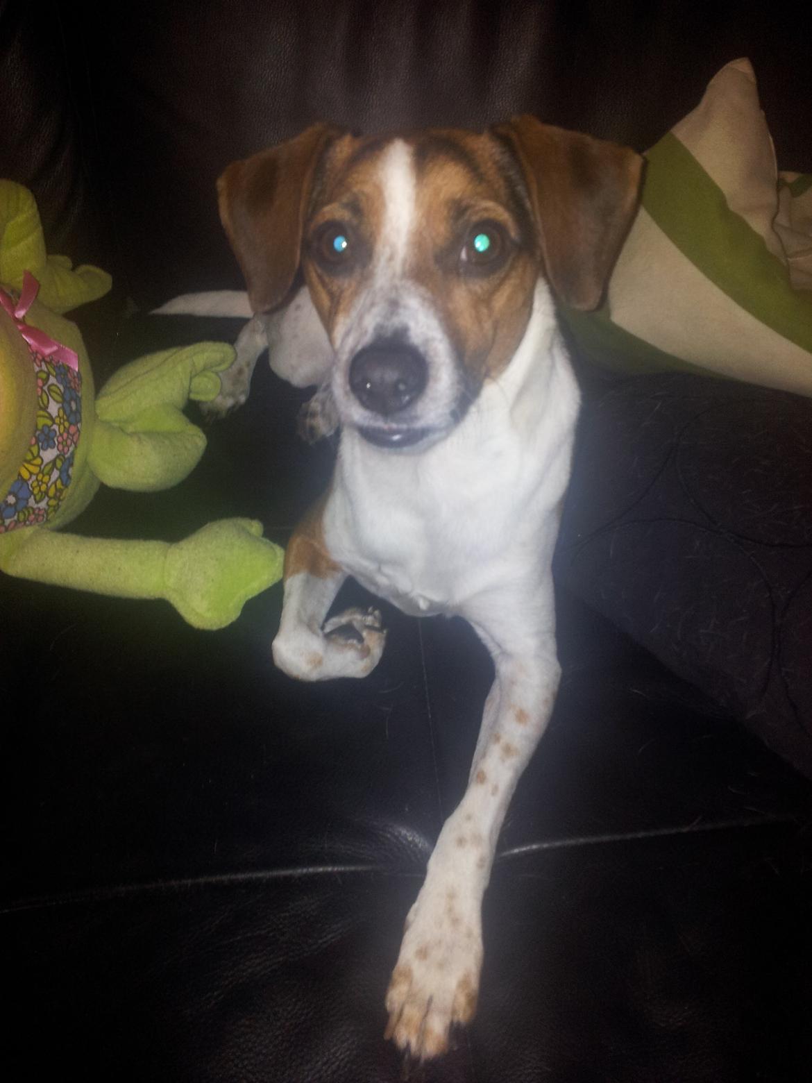 Dansk svensk gaardhund Louie billede 6