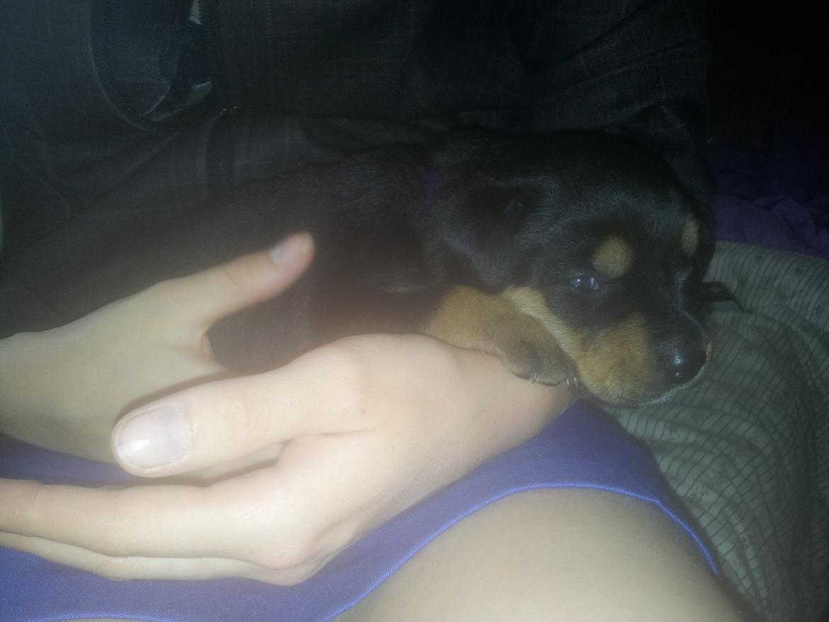 Rottweiler Stella - Mindi's Stella Af Aidt billede 12