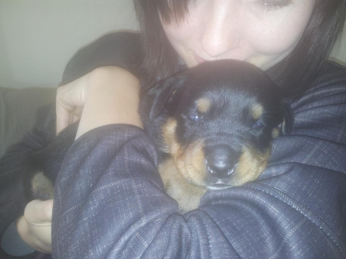 Rottweiler Stella - Mindi's Stella Af Aidt billede 13