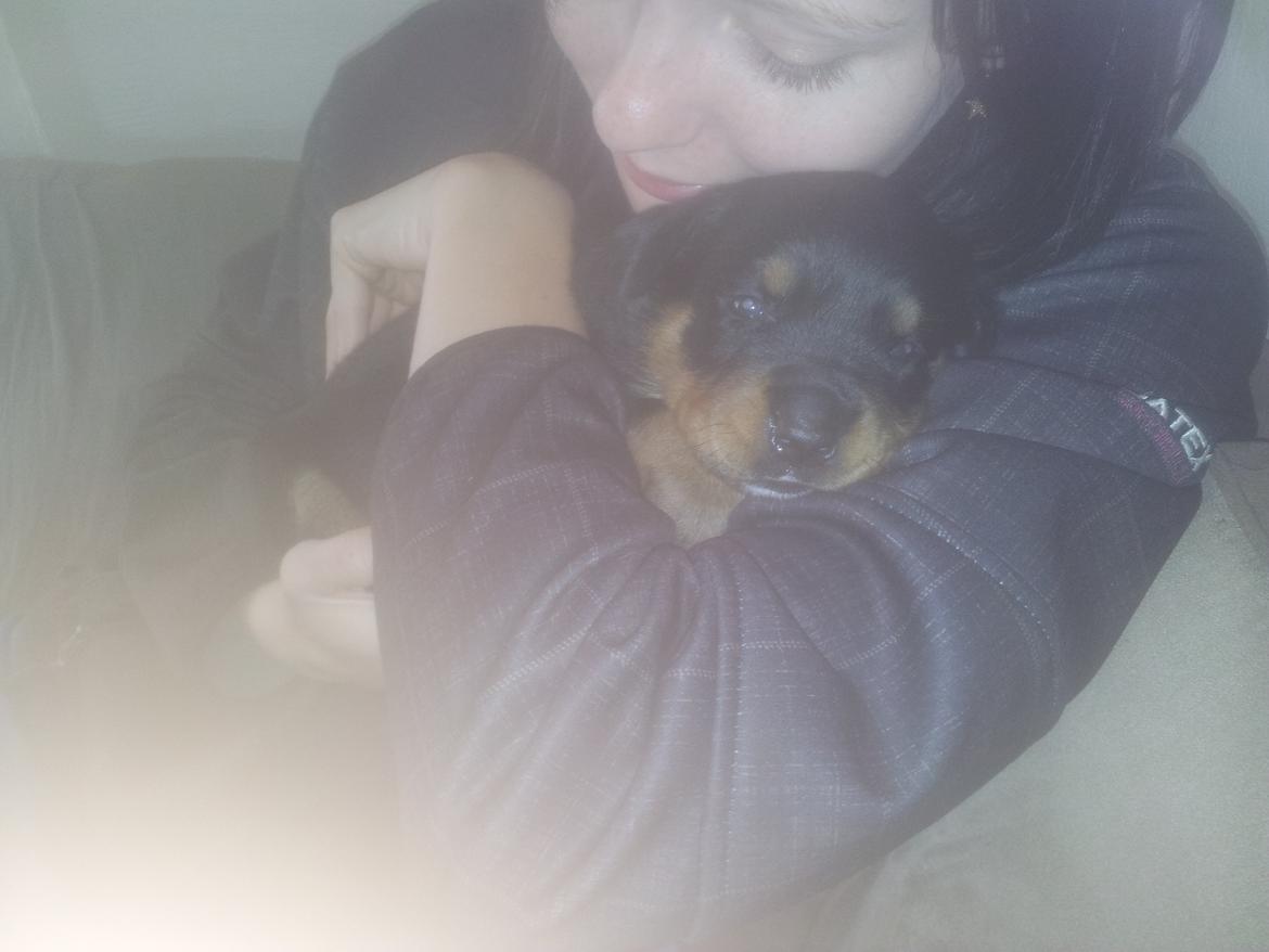 Rottweiler Stella - Mindi's Stella Af Aidt billede 14