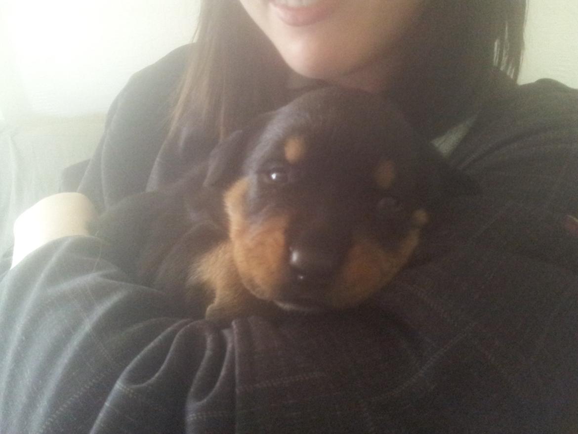 Rottweiler Stella - Mindi's Stella Af Aidt billede 15