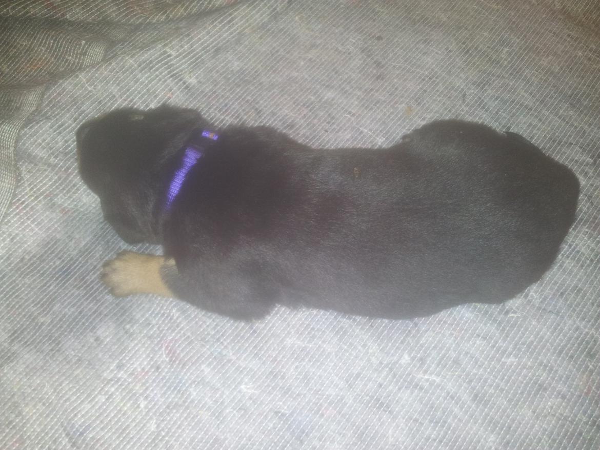 Rottweiler Stella - Mindi's Stella Af Aidt billede 16