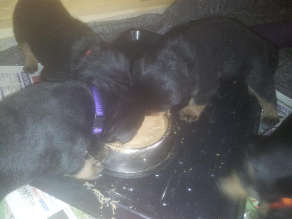 Rottweiler Stella - Mindi's Stella Af Aidt billede 17