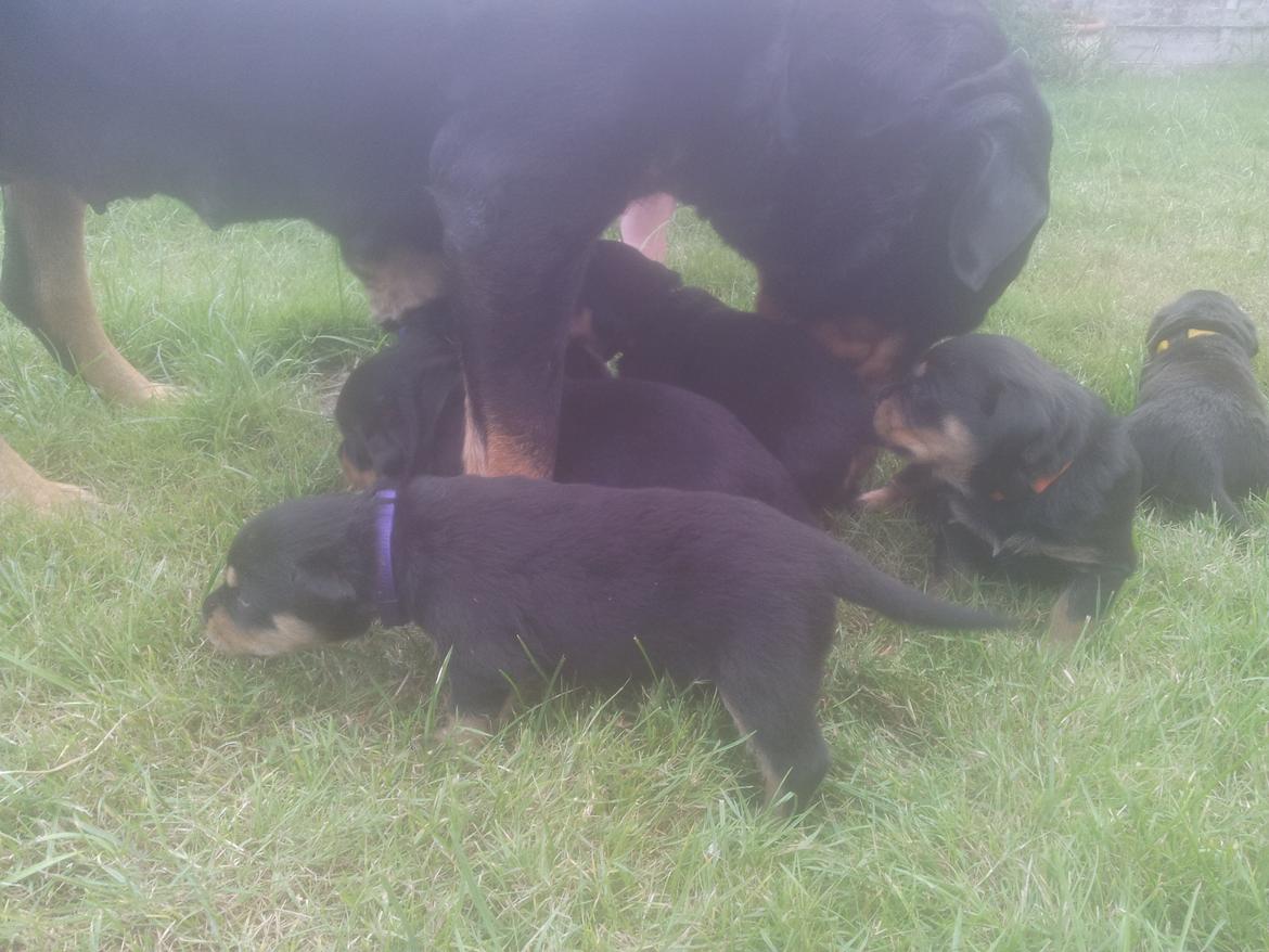 Rottweiler Stella - Mindi's Stella Af Aidt billede 18