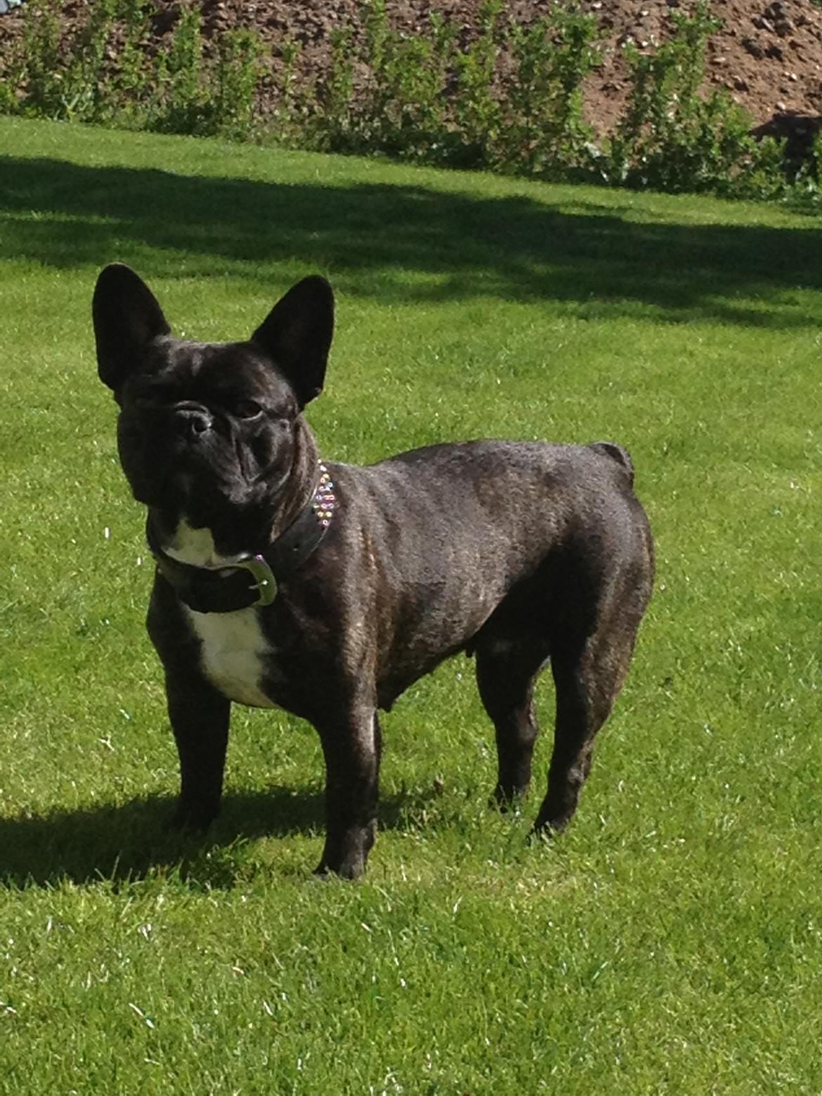 Fransk bulldog Berta <3 - damp :* - 32 måneder
Berta<3
02.07.13 billede 20