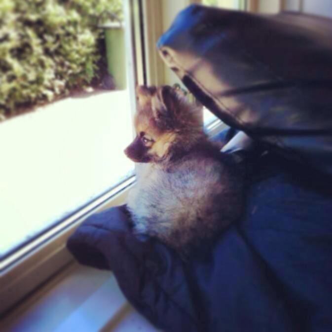 Blanding af racer Flossie billede 5