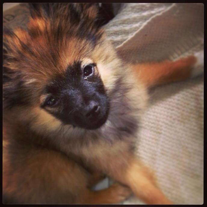 Blanding af racer Flossie billede 7