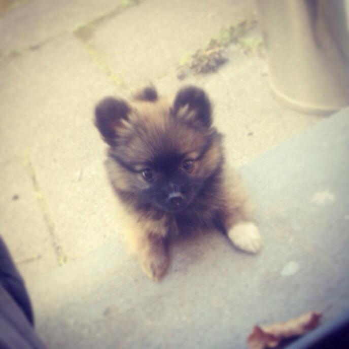 Blanding af racer Flossie billede 1