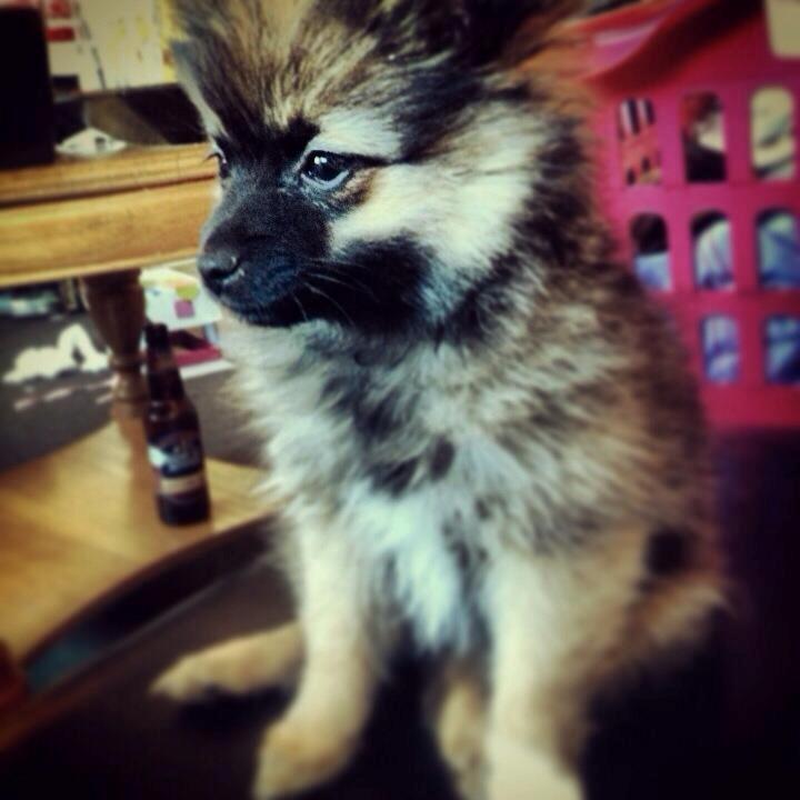 Blanding af racer Flossie billede 9