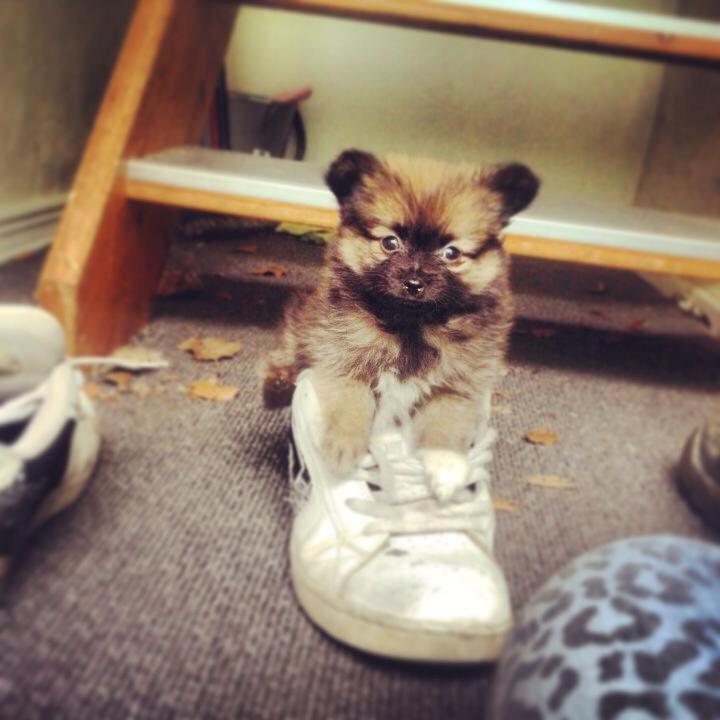 Blanding af racer Flossie billede 10