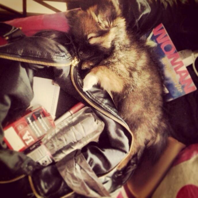 Blanding af racer Flossie billede 11