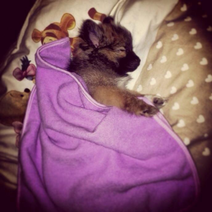 Blanding af racer Flossie billede 13