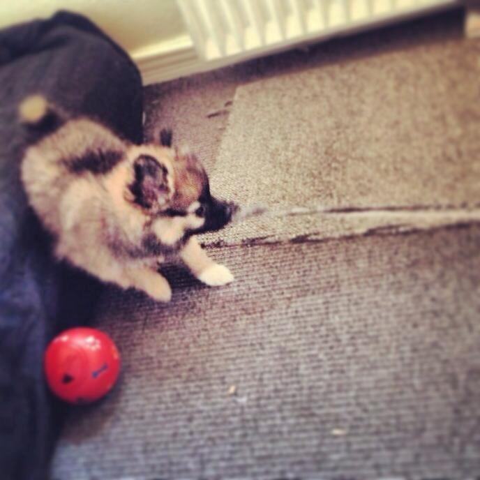 Blanding af racer Flossie billede 14