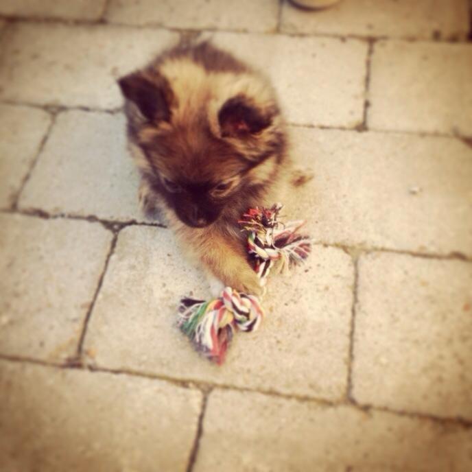 Blanding af racer Flossie billede 15