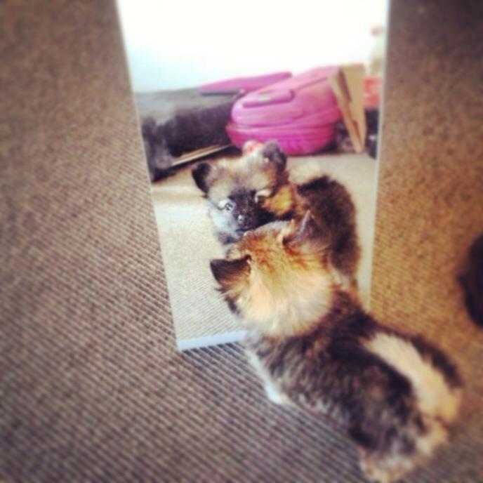 Blanding af racer Flossie billede 16