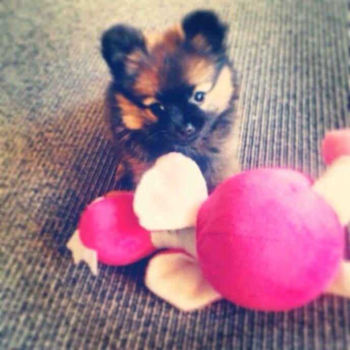 Blanding af racer Flossie billede 17