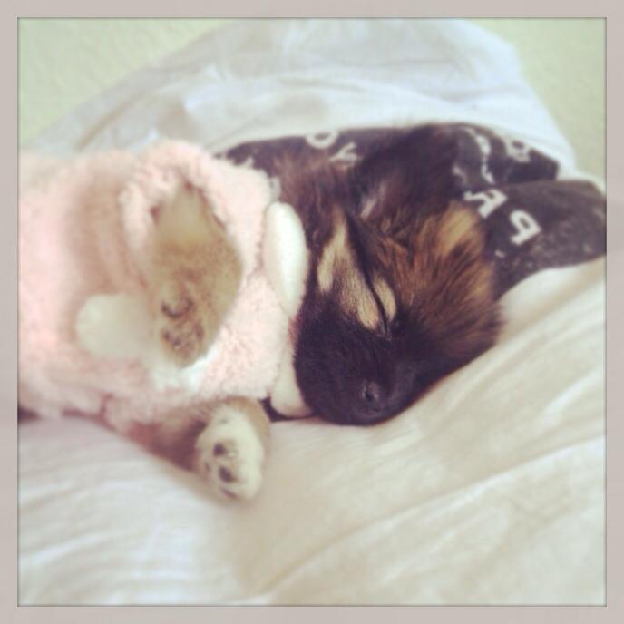 Blanding af racer Flossie billede 18