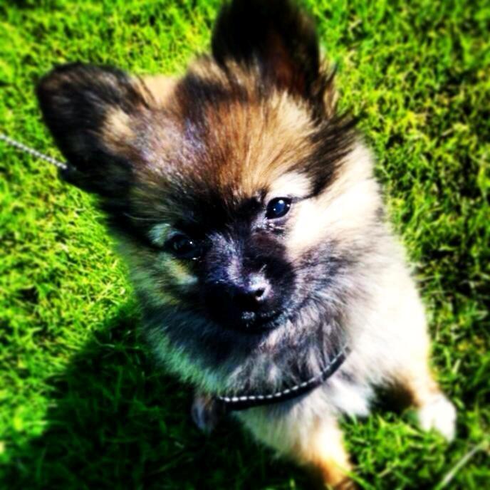 Blanding af racer Flossie billede 19