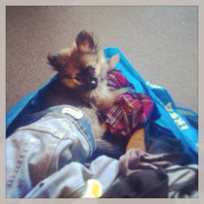 Blanding af racer Flossie billede 20