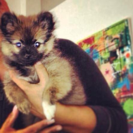 Blanding af racer Flossie billede 22