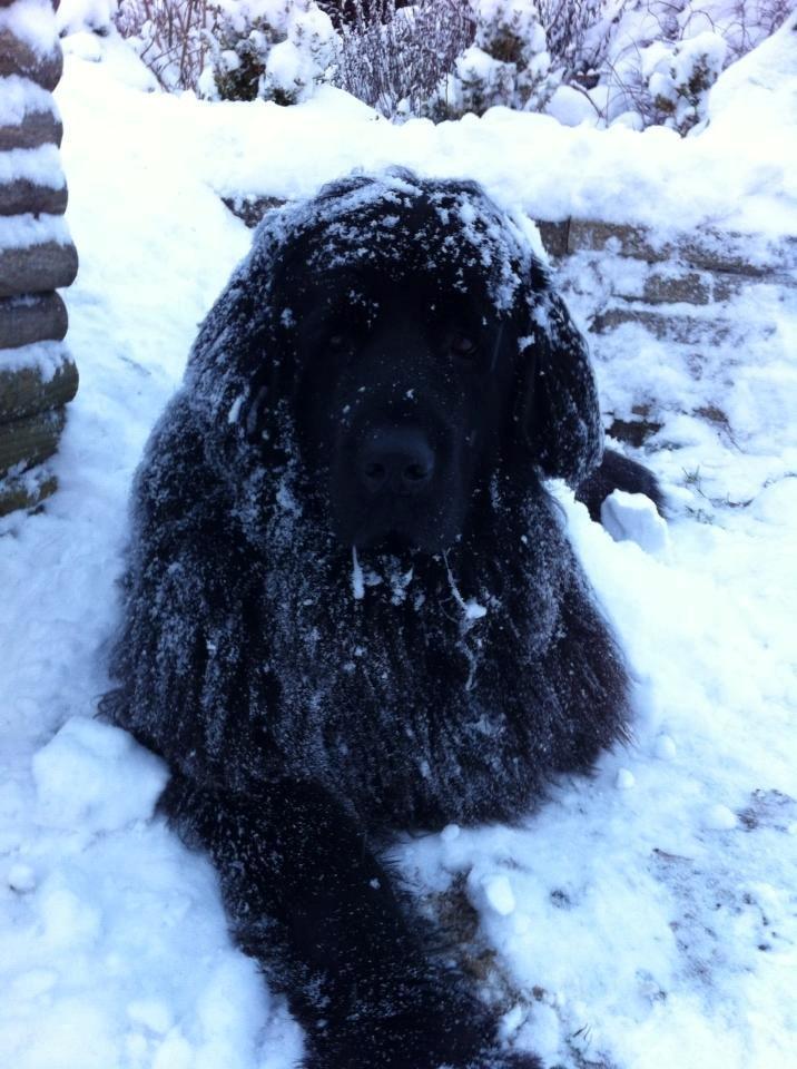Newfoundlænder Bamse billede 1