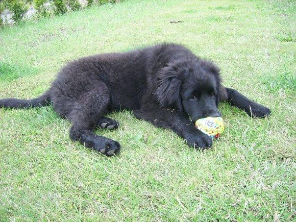 Newfoundlænder Bamse billede 2