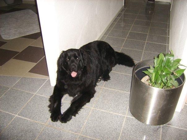 Newfoundlænder Bamse billede 3