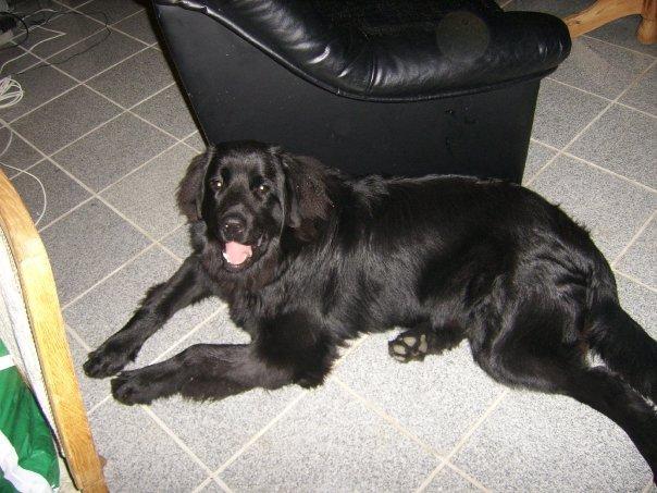 Newfoundlænder Bamse billede 4