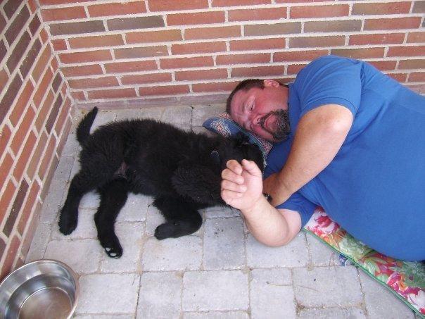 Newfoundlænder Bamse billede 5