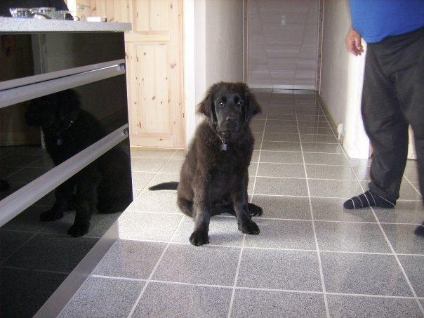 Newfoundlænder Bamse billede 6