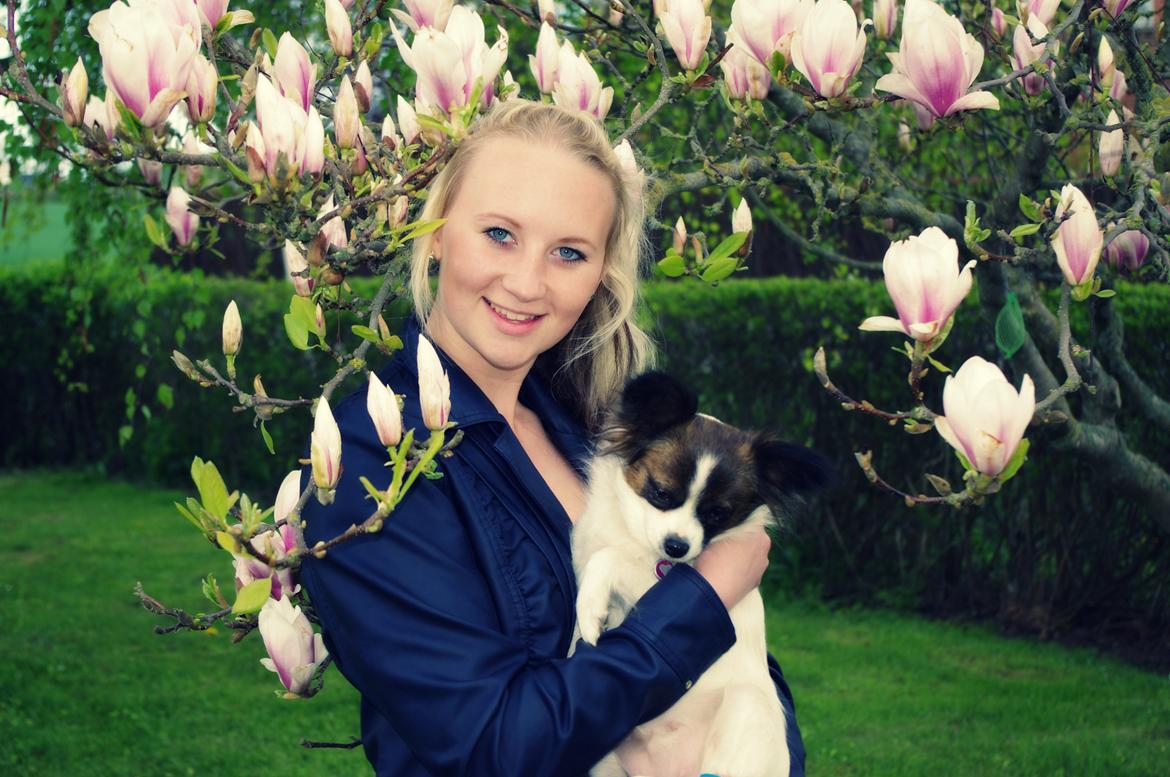 Papillon Candy *R.I.P.* billede 18