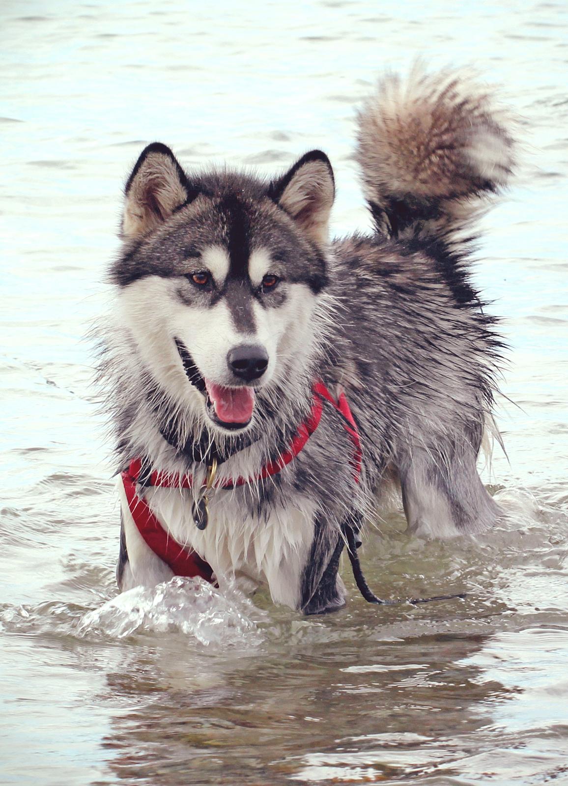 Blanding af racer Loke billede 4